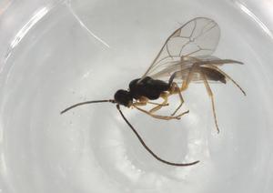  ( - BIOUG75700-F02)  @11 [ ] CreativeCommons - Attribution (2022) Centre for Biodiversity Genomics Centre for Biodiversity Genomics