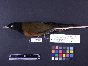  (Turdus celaenops - 1995-0219)  @14 [ ] Copyright (2011) Takema  Saitoh Yamashina Institute for Ornithology