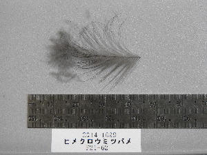  ( - 2014-1029)  @11 [ ] Copyright (2017) Takema  Saitoh Yamashina Institute for Ornithology