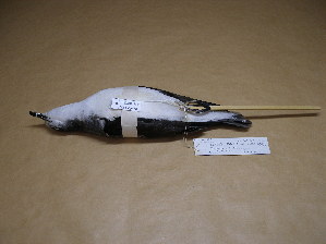  (Pterodroma hypoleuca - 1997-0226)  @12 [ ] Copyright (2013) Takema  Saitoh Yamashina Institute for Ornithology