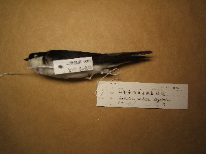 ( - 1992-0074)  @11 [ ] Copyright (2013) Takema  Saitoh Yamashina Institute for Ornithology