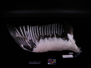  (Ciconia boyciana - 2004-0040)  @13 [ ] Copyright (2013) Takema  Saitoh Yamashina Institute for Ornithology