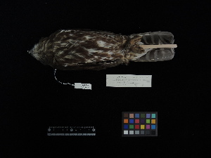  (Ninox scutulata - 2013-0460)  @11 [ ] Copyright (2017) Takema  Saitoh Yamashina Institute for Ornithology
