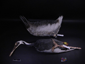  ( - 1991-0285)  @13 [ ] Copyright (2013) Takema  Saitoh Yamashina Institute for Ornithology