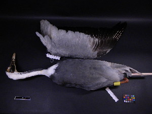 (Antigone vipio - 1991-0285)  @13 [ ] Copyright (2013) Takema  Saitoh Yamashina Institute for Ornithology