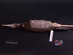  (Sula leucogaster - 1995-0091)  @13 [ ] Copyright (2013) Takema  Saitoh Yamashina Institute for Ornithology