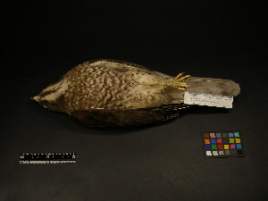 (Butastur indicus - 1995-0114)  @13 [ ] Copyright (2013) Takema  Saitoh Yamashina Institute for Ornithology