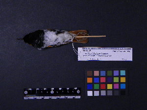  ( - 1995-0607)  @13 [ ] Copyright (2013) Takema  Saitoh Yamashina Institute for Ornithology