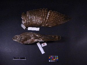  ( - 1995-0679)  @12 [ ] Copyright (2013) Takema  Saitoh Yamashina Institute for Ornithology