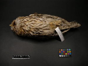  ( - 1995-0700)  @12 [ ] Copyright (2013) Takema  Saitoh Yamashina Institute for Ornithology