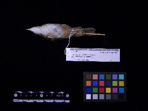  ( - 1995-1002)  @12 [ ] Copyright (2013) Takema  Saitoh Yamashina Institute for Ornithology