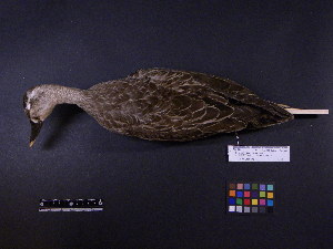  ( - 1996-0082)  @11 [ ] Copyright (2013) Takema  Saitoh Yamashina Institute for Ornithology