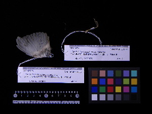  ( - 1996-0192)  @11 [ ] Copyright (2013) Takema  Saitoh Yamashina Institute for Ornithology