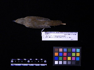  ( - 1996-0267)  @12 [ ] Copyright (2013) Takema  Saitoh Yamashina Institute for Ornithology