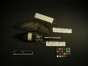  (Oceanodroma castro - 1997-0107)  @12 [ ] Copyright (2013) Takema  Saitoh Yamashina Institute for Ornithology