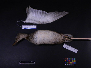  ( - 1997-0125)  @12 [ ] Copyright (2013) Takema  Saitoh Yamashina Institute for Ornithology