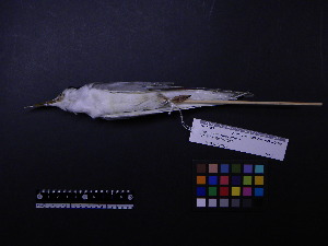  ( - 1998-0136)  @11 [ ] Copyright (2013) Takema  Saitoh Yamashina Institute for Ornithology