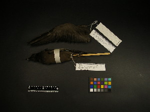  ( - 1998-0142)  @12 [ ] Copyright (2013) Takema  Saitoh Yamashina Institute for Ornithology