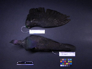  ( - 1999-0128)  @12 [ ] Copyright (2013) Takema  Saitoh Yamashina Institute for Ornithology