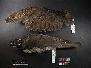  (Accipiter gentilis - 1999-0198)  @13 [ ] Copyright (2013) Takema  Saitoh Yamashina Institute for Ornithology