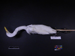  ( - 1999-0217)  @13 [ ] Copyright (2013) Takema  Saitoh Yamashina Institute for Ornithology