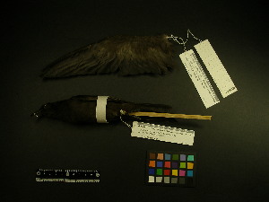  (Oceanodroma matsudairae - 1999-0221)  @12 [ ] Copyright (2013) Takema  Saitoh Yamashina Institute for Ornithology