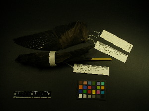  ( - 1999-0221)  @12 [ ] Copyright (2013) Takema  Saitoh Yamashina Institute for Ornithology