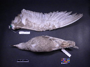  (Larus schistisagus - 1999-0274)  @11 [ ] Copyright (2013) Takema  Saitoh Yamashina Institute for Ornithology