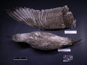  ( - 1999-0274)  @11 [ ] Copyright (2013) Takema  Saitoh Yamashina Institute for Ornithology
