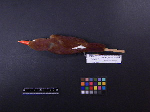  ( - 1999-0279)  @13 [ ] Copyright (2013) Takema  Saitoh Yamashina Institute for Ornithology