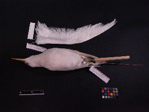  (Phaethontiformes - 1999-0282)  @13 [ ] Copyright (2013) Takema  Saitoh Yamashina Institute for Ornithology