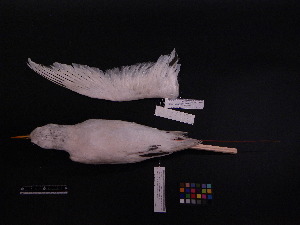  ( - 1999-0282)  @12 [ ] Copyright (2013) Takema  Saitoh Yamashina Institute for Ornithology
