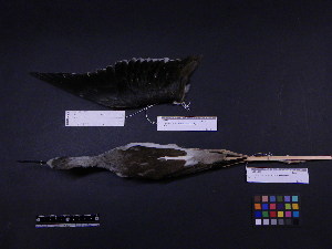  (Himantopus - 1999-0404)  @13 [ ] Copyright (2013) Takema  Saitoh Yamashina Institute for Ornithology
