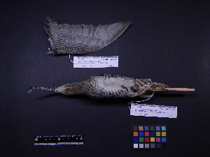  ( - 2000-0048)  @11 [ ] Copyright (2013) Takema  Saitoh Yamashina Institute for Ornithology