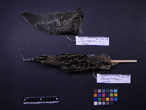  ( - 2000-0048)  @11 [ ] Copyright (2013) Takema  Saitoh Yamashina Institute for Ornithology