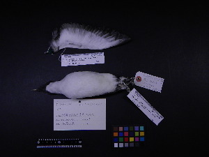  ( - 2000-0086)  @12 [ ] Copyright (2013) Takema  Saitoh Yamashina Institute for Ornithology
