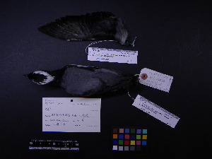  ( - 2000-0086)  @12 [ ] Copyright (2013) Takema  Saitoh Yamashina Institute for Ornithology