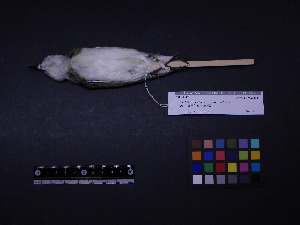  ( - 2000-0190)  @12 [ ] Copyright (2013) Takema  Saitoh Yamashina Institute for Ornithology