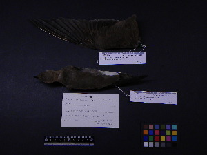  (Glareola maldivarum - 2000-0210)  @12 [ ] Copyright (2013) Takema  Saitoh Yamashina Institute for Ornithology