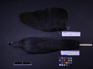  (Columba janthina - 2000-0250)  @13 [ ] Copyright (2013) Takema  Saitoh Yamashina Institute for Ornithology