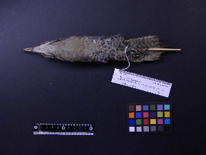  ( - 2000-0253)  @12 [ ] Copyright (2013) Takema  Saitoh Yamashina Institute for Ornithology