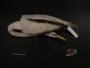  ( - 2000-0254)  @13 [ ] Copyright (2013) Takema  Saitoh Yamashina Institute for Ornithology
