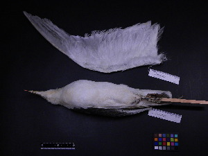 ( - 2000-0255)  @12 [ ] Copyright (2013) Takema  Saitoh Yamashina Institute for Ornithology