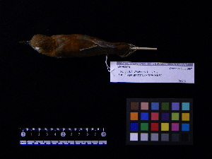  ( - 2001-0081)  @12 [ ] Copyright (2013) Takema  Saitoh Yamashina Institute for Ornithology