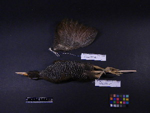  ( - 2001-0094)  @12 [ ] Copyright (2013) Takema  Saitoh Yamashina Institute for Ornithology