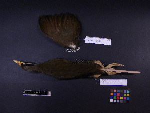  ( - 2001-0094)  @12 [ ] Copyright (2013) Takema  Saitoh Yamashina Institute for Ornithology