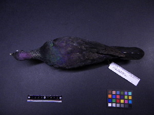  ( - 2001-0097)  @13 [ ] Copyright (2013) Takema  Saitoh Yamashina Institute for Ornithology
