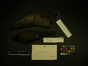  ( - 2001-0119)  @12 [ ] Copyright (2013) Takema  Saitoh Yamashina Institute for Ornithology
