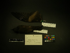  ( - 2001-0119)  @12 [ ] Copyright (2013) Takema  Saitoh Yamashina Institute for Ornithology