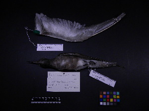  ( - 2001-0121)  @12 [ ] Copyright (2013) Takema  Saitoh Yamashina Institute for Ornithology